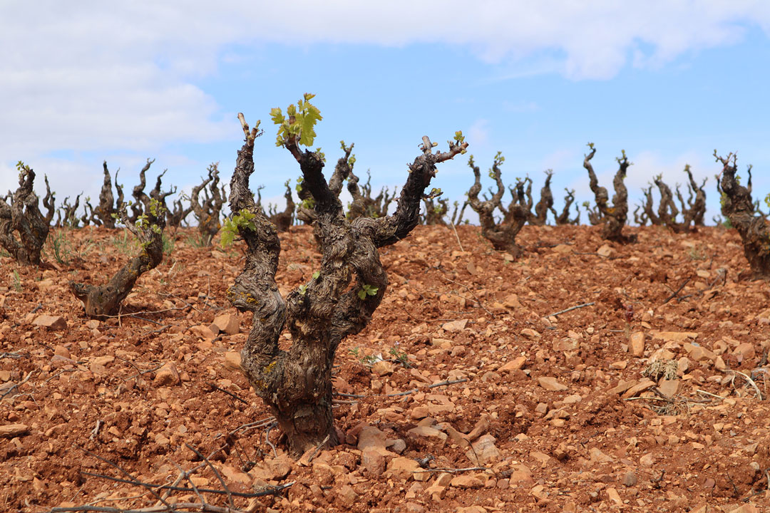 Bodegas San Alejandro, the winery with the largest extension of organic vineyards in Aragon