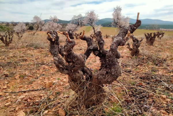 Viñedo ecológico de Bodegas San Alejandro con el sello Sustainable Wineries for Climate Protection, reflejo de nuestro compromiso con la sostenibilidad y el cuidado del medioambiente.