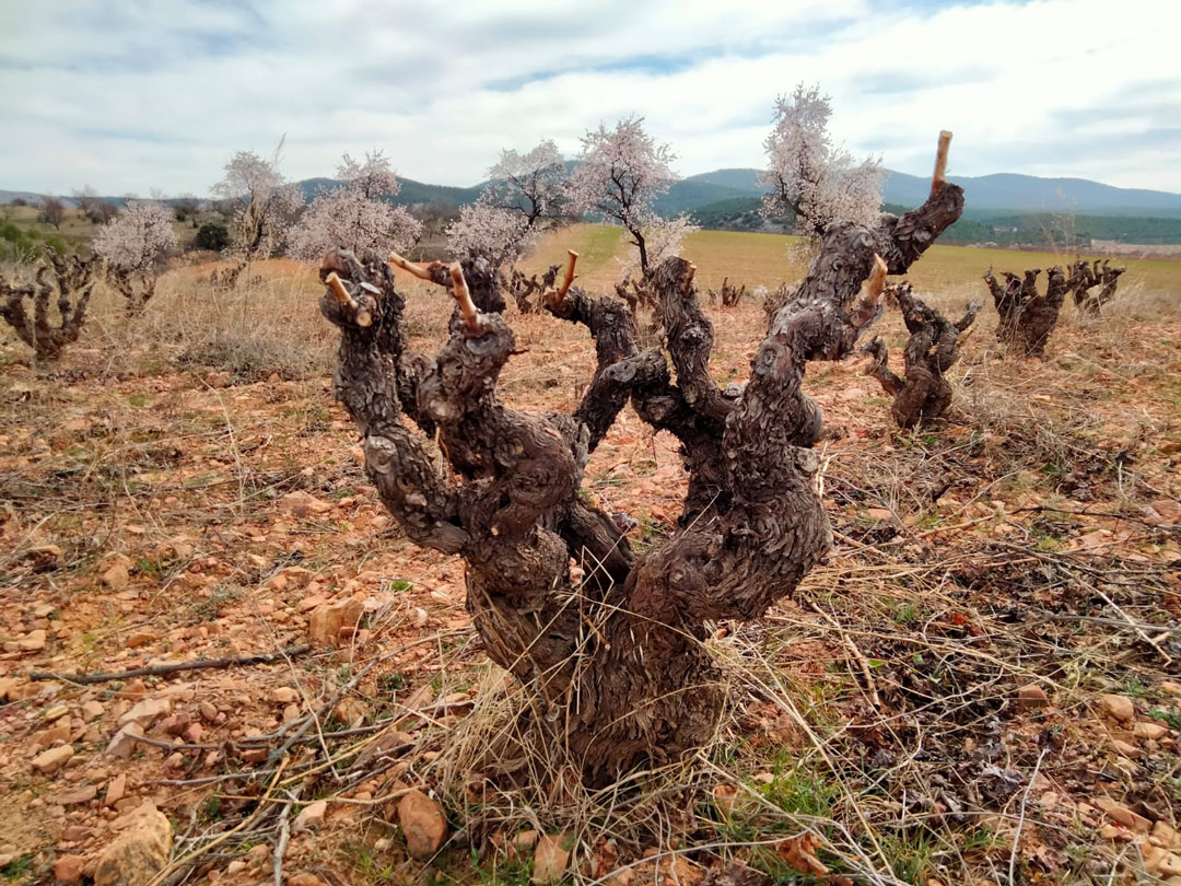 Bodegas San Alejandro consigue el sello Sustainable Wineries for Climate Protection